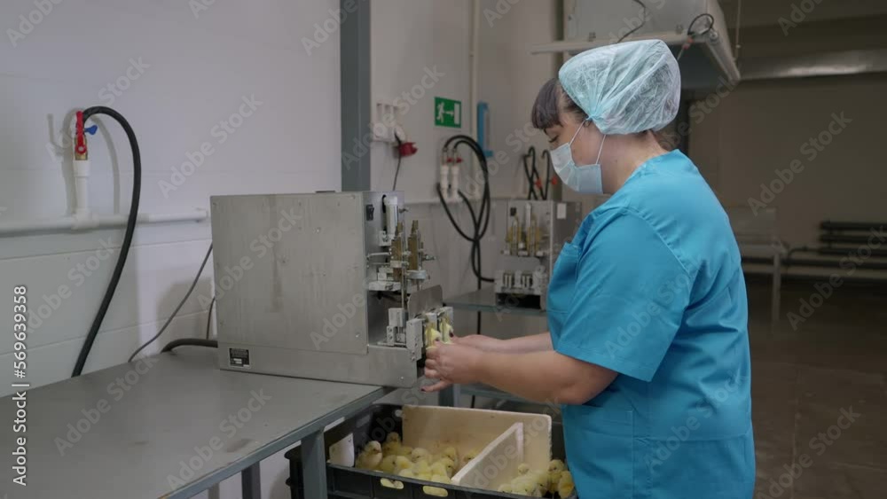 Debeaking little chickens at the poultry plant. Female worker pushes the little yellow chickens into the automated debeaking machine. Debeaking lots of little chickens animals livestock. Husbandry Debeaking little chickens at the poultry plant. Female worker pushes the little yellow chickens into the automated debeaking machine. Debeaking lots of little chickens animals livestock. Husbandry