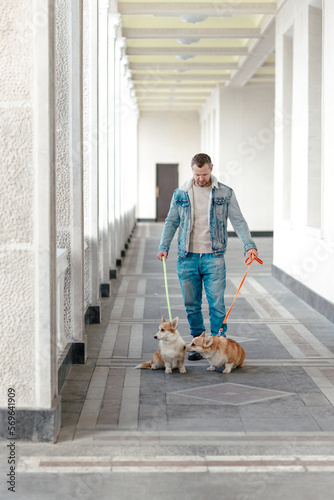 A man in a denim suit walks with dogs on a leash. Welsh corgi-Pembroke walk with the owner along the embankment.
