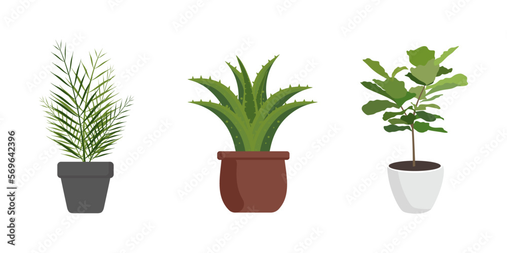 Obraz premium Set of house plant in flat style. Indoor plants collection. Tropical house plant in a pot with green leaves. Chamaedorea, Aloe Vera, Ficus isolated on white background. vector 