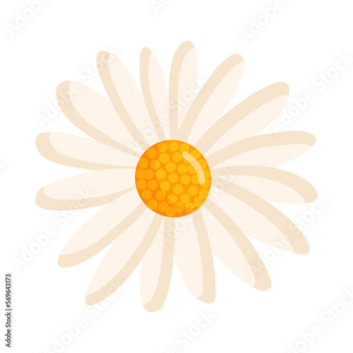 Chamomile flower. Botanical vector illustration isolated on white background for postcard, poster, ad, decor, fabric and other uses.