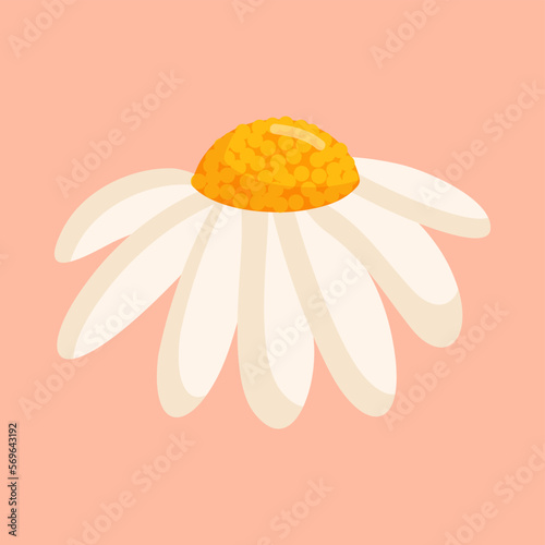 Chamomile flower. Botanical vector isolated illustration for postcard, poster, ad, decor, fabric and other uses.