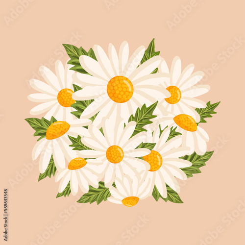 Chamomile flowers and their leaves. Botanical vector isolated illustration for postcard, poster, ad, decor, fabric and other uses.