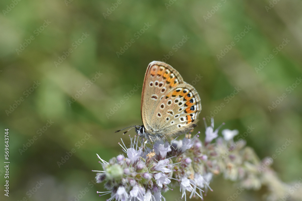 The silver-studded blue Plebejus argus. Common blue butterfly female on wild mint The silver-studded blue Plebejus argus. Common blue butterfly female on wild mint