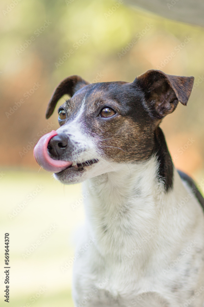 Hund, Terrier beim Spaziergang im Park, im Sommer ohne Leine, bekommt leckeren Hund, Terrier beim Spaziergang im Park, im Sommer ohne Leine, bekommt leckeren