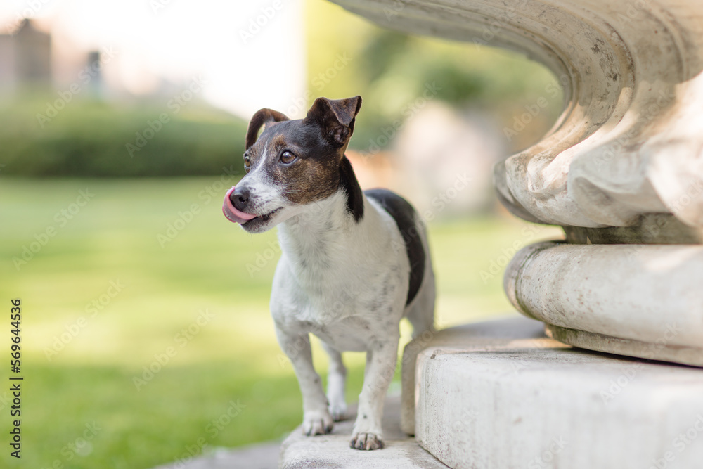 Hund, Terrier beim Spaziergang im Park im Sommer ohne Leine, wartet auf Menschen