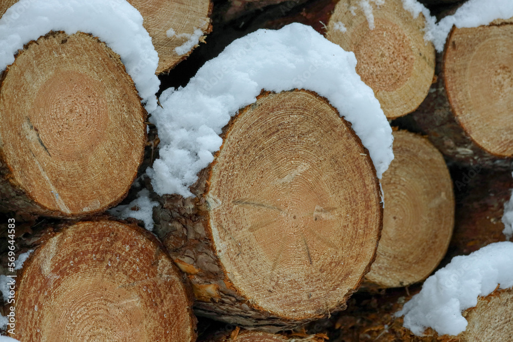 Winter, snow, forest, wood, felling, lumber, destruction of forest - obrazy, fototapety, plakaty 