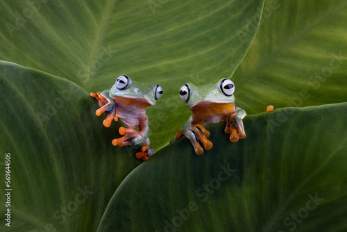 Tree frog on leaves, Gliding frog (Rhacophorus reinwardtii) sitting on branch, Javan tree frog on green leaf, Indonesian tree frog