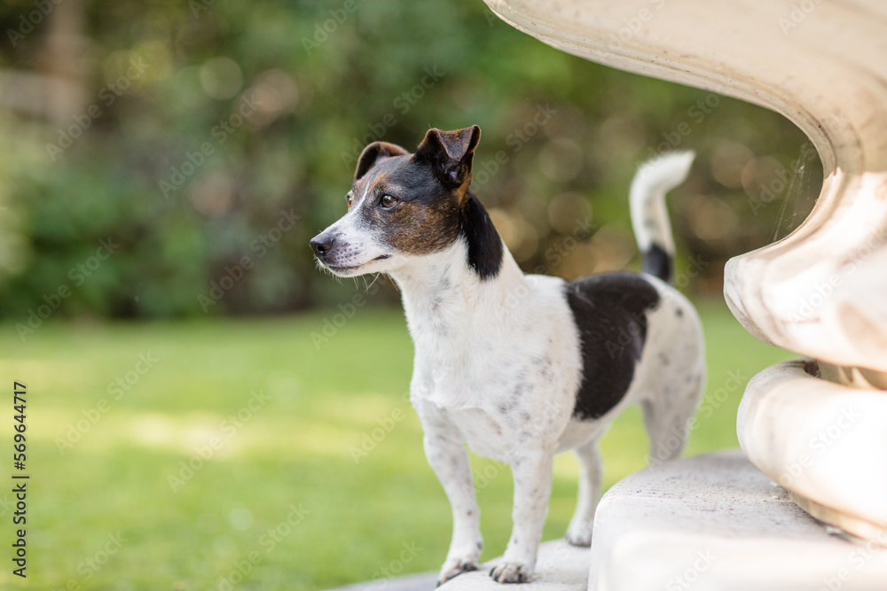 Portrait eines stehenden Hundes,  Terrier beim Spaziergang im Park im Sommer ohne Leine