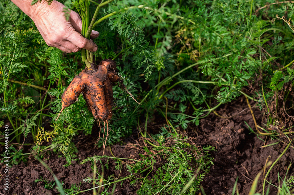 Freshly dug carrots of non ideal shape close-up with green tops in the farmer's hand on the background of a garden bed on a sunny day. Background Freshly dug carrots of non ideal shape close-up with green tops in the farmer's hand on the background of a garden bed on a sunny day. Background