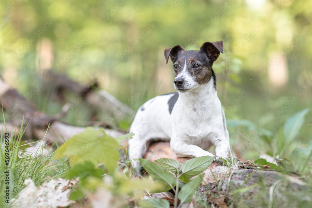 Hund, Terrier bei einem Ausflug im Wald, Sommer