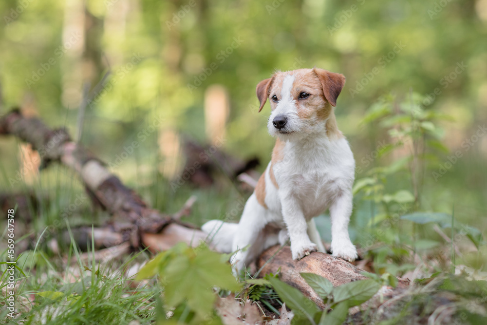 Hund, Terrier in der Natur beim Freilauf, Sommer Hund, Terrier in der Natur beim Freilauf, Sommer