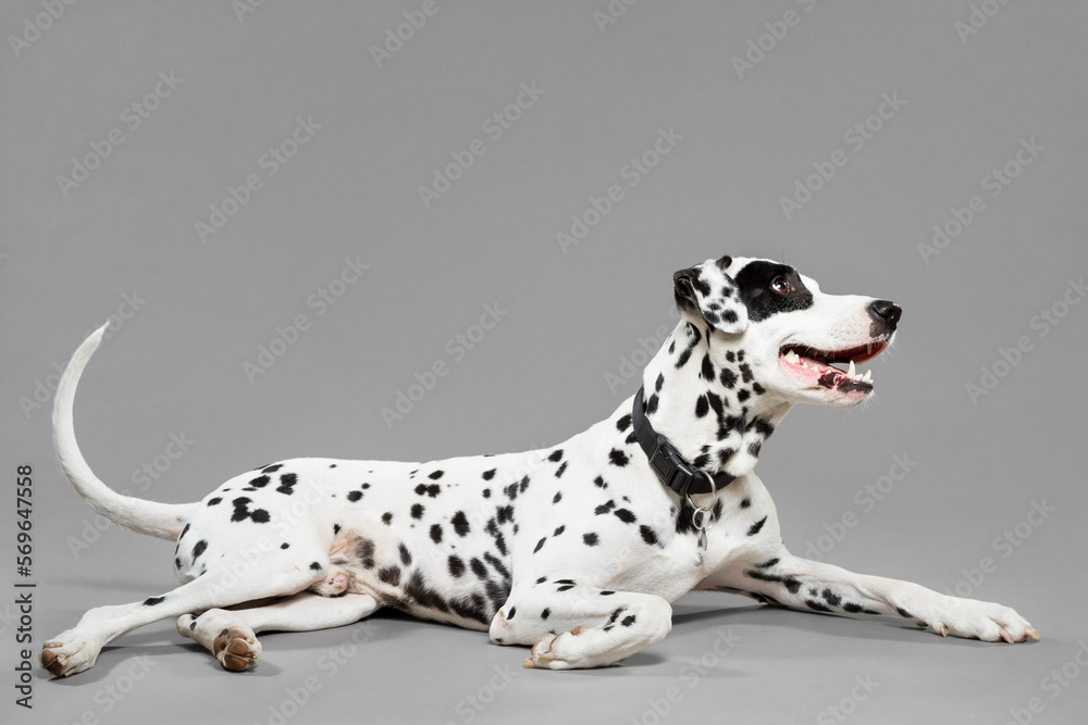 cute dalmatian dog lying down on a grey background in the studio