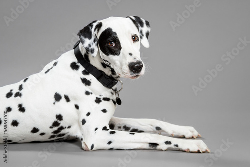 cute dalmatian dog lying down on a grey background in the studio