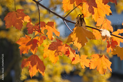 Autumn background with bright maple leafs in backlight photo