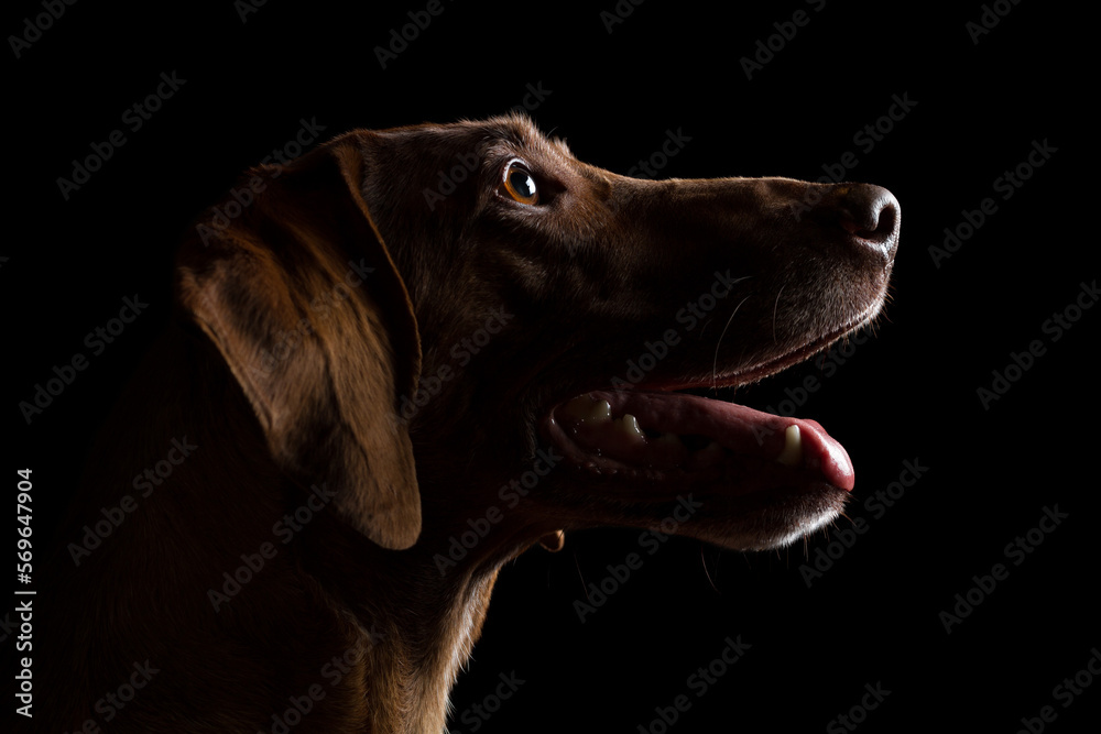 cute hungarian vizsla pointer dog close up head profile portrait on a black background in the studio cute hungarian vizsla pointer dog close up head profile portrait on a black background in the studio