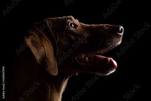 cute hungarian vizsla pointer dog close up head profile portrait on a black background in the studio