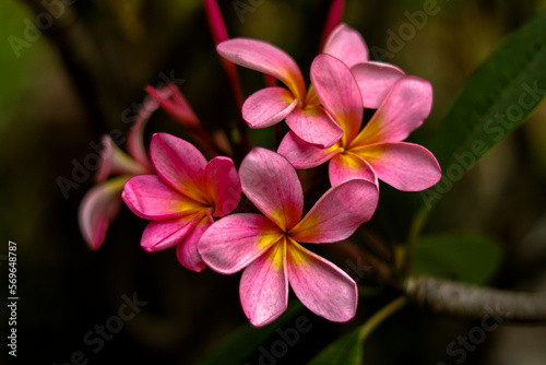 Many pink and yellow frangipani flowers are planted as ornamental plants at home or city parks © Dian