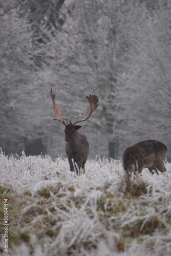 some fallow deer in a field covered in hoar frost © JoeE Jackson