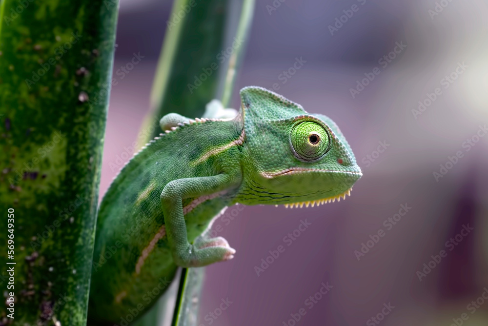 Fototapeta premium Close up photo of a baby veiled chameleon 