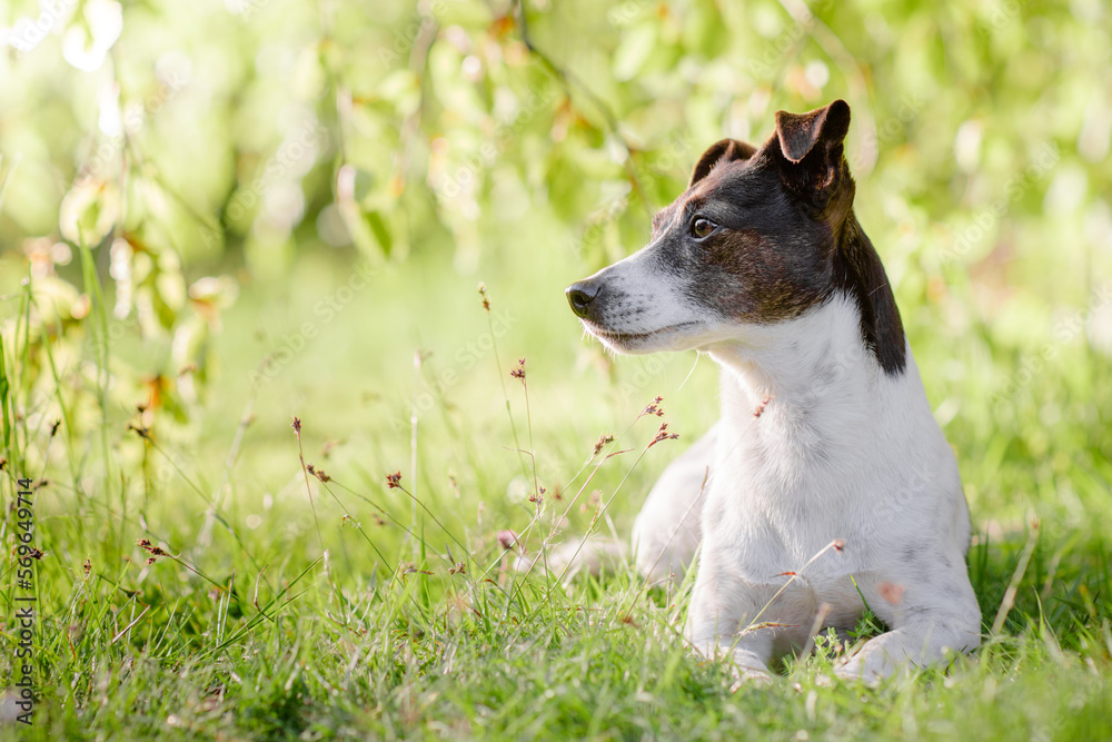 Hund liegt im Schatten unter einem Baum,  Terrier beim Spaziergang im Park im Sommer ohne Leine