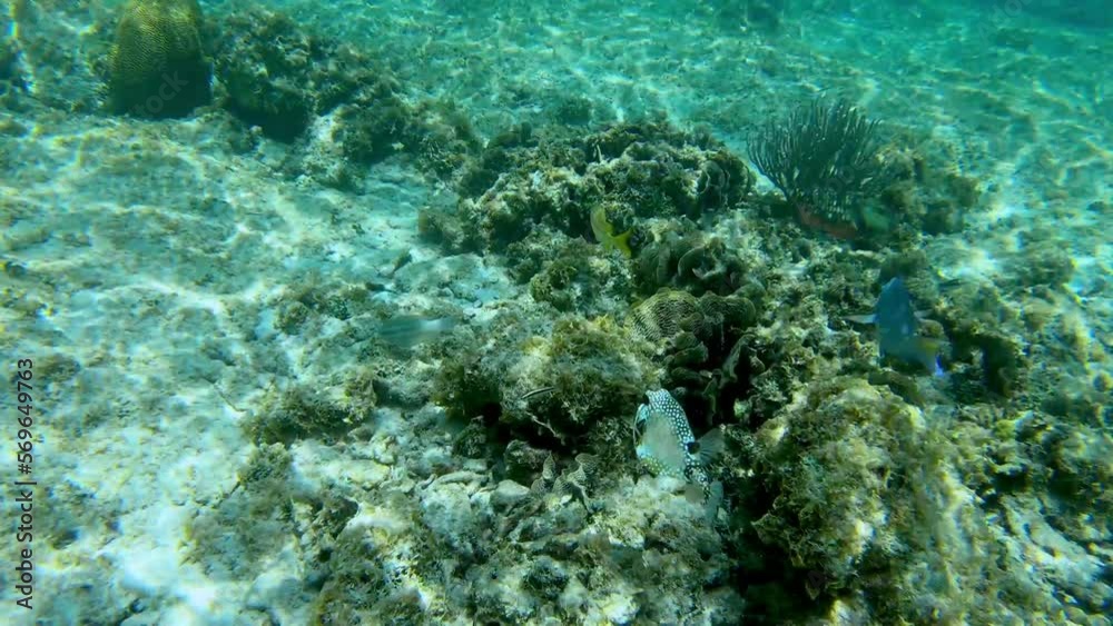 Snorkeling fun at the West Bay, Roatan, Honduras. Snorkeling fun at the West Bay, Roatan, Honduras.