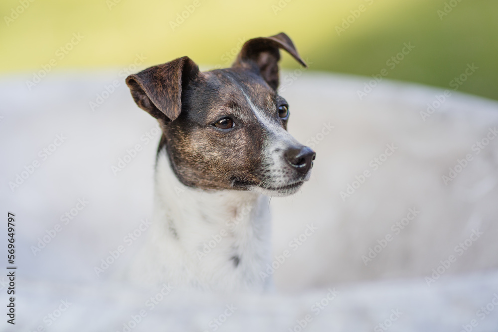 Hund, Terrier beim Spaziergang im Park im Sommer ohne Leine Hund, Terrier beim Spaziergang im Park im Sommer ohne Leine