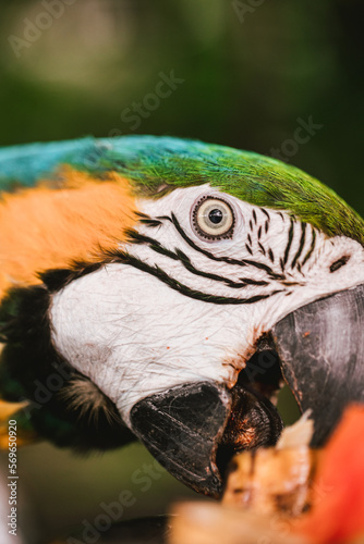 Green and yellow macaw eating fruit in the jungle