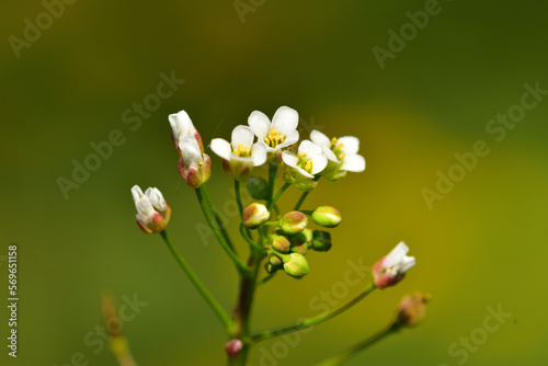 Macro of Capsella bursa-pastoris, shepherd's purse - white flowers in bloom