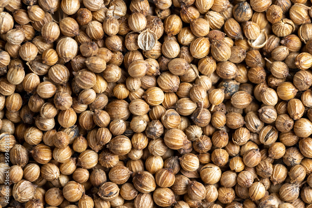 Dried coriander seeds with a strong pleasant aroma Dried coriander seeds with a strong pleasant aroma