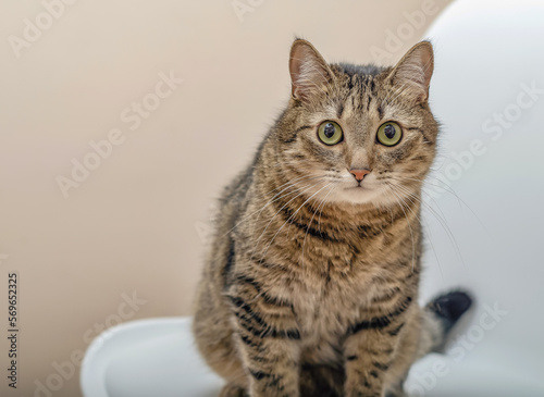 Portrait of a domestic cat sitting on a white chair