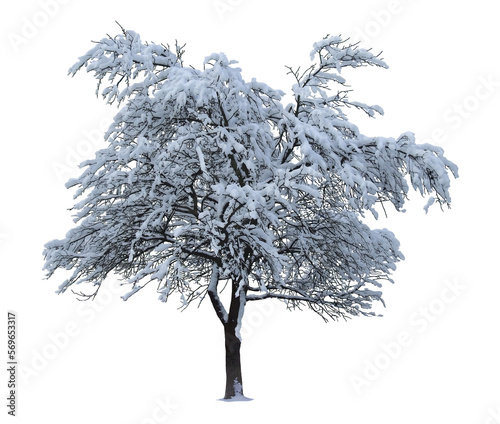 Winter tree isolated