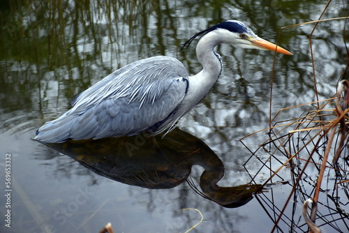 Reiher spiegelt sich im Seerosenteich in Freiburg