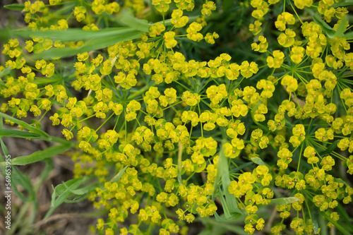 黄色く小さな花　マツバトウダイ