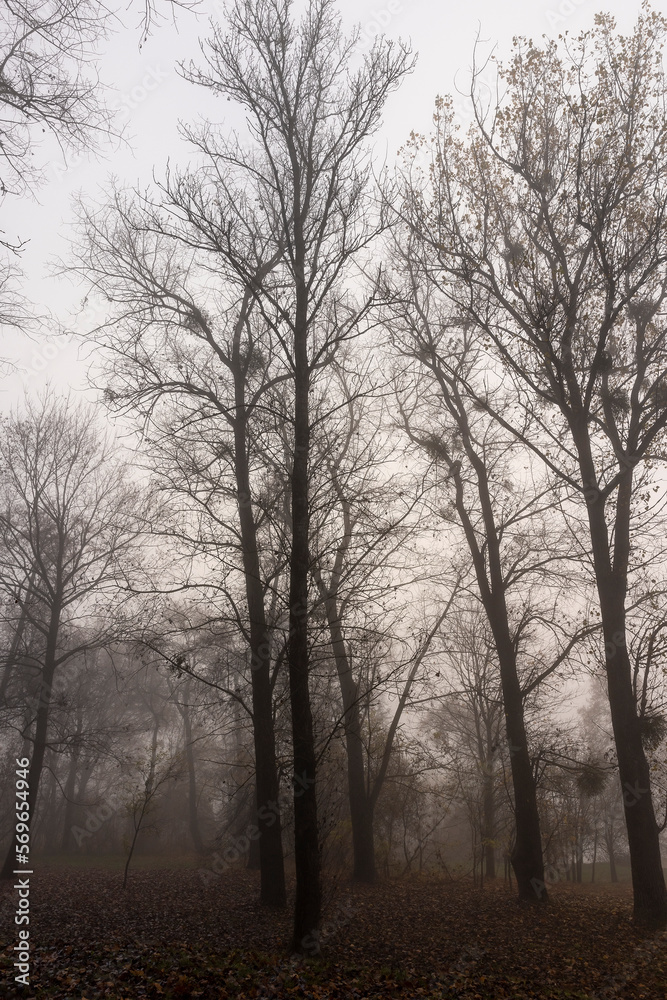Trees in the park at the end of autumn in cloudy dreary weather Trees in the park at the end of autumn in cloudy dreary weather