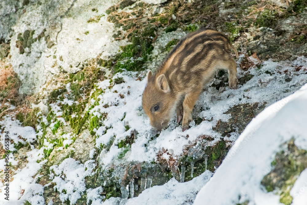 Little striped wild boar cub faces a steep snow covered rock on a cold early spring day, Italian Alps. March