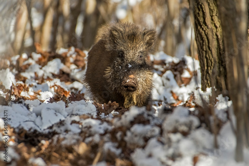 Young wild boar (Sus scrofa) looking for acorns and chestnuts in a snowy forest in the warm sunset light. Alps mountains, Italy.