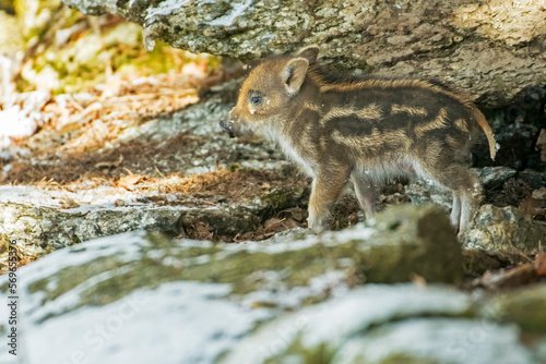 Obraz na płótnie Very cute little wild boar (Sus scrofa) coming out of its den in the rocks still covered by snow, in the warm light of the sunset. Italian Alps, January. w salonie