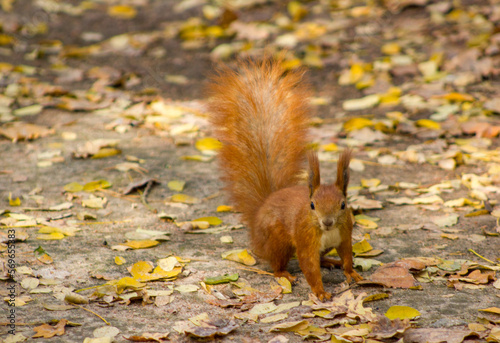 a squirrel with a fluffy tail sits on a path in the park