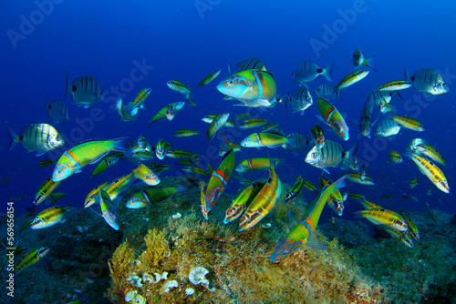 Grupo de peces Pejeverde comiendo algas en el fondo del mar