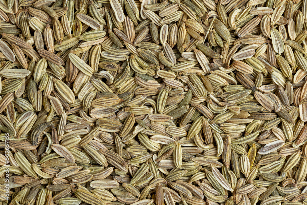 Green fennel seeds for cooking, close up Green fennel seeds for cooking, close up