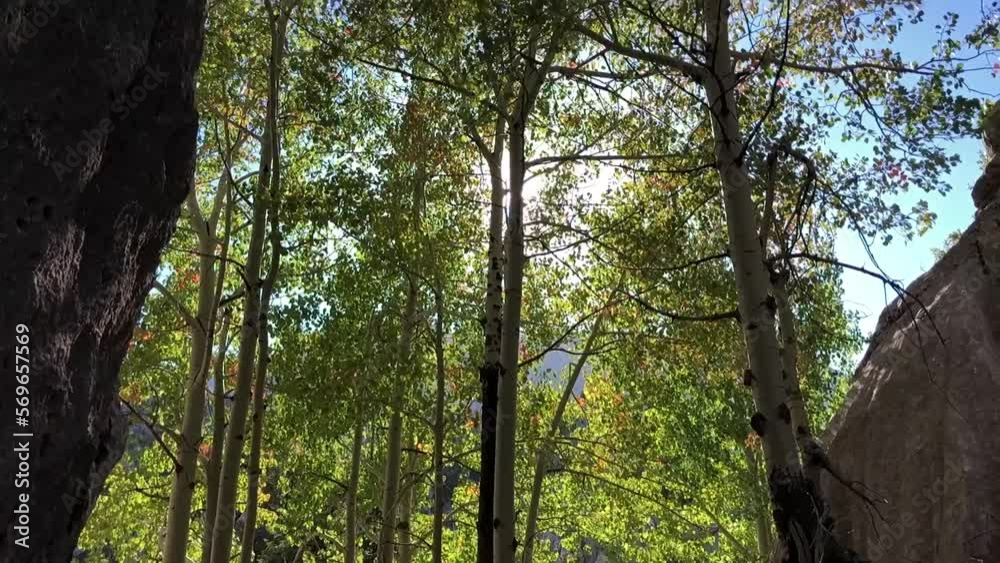 wild poplars grown in the wild mountains in accordance with the cool climate
