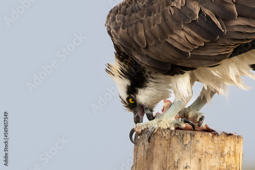 bird of prey, osprey 