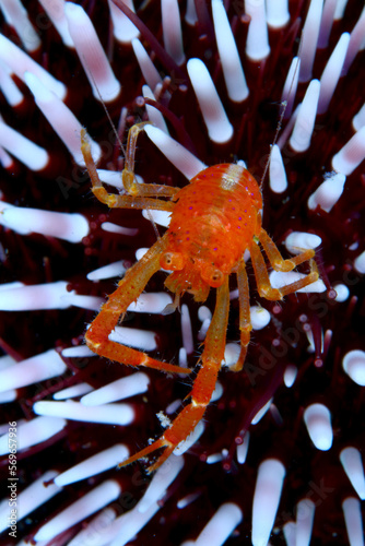 Pequeño cangrejo Galatea refugiado entre puas de erizo de mar	 photo