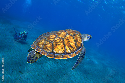 Buceador observando tortuga marina nadando