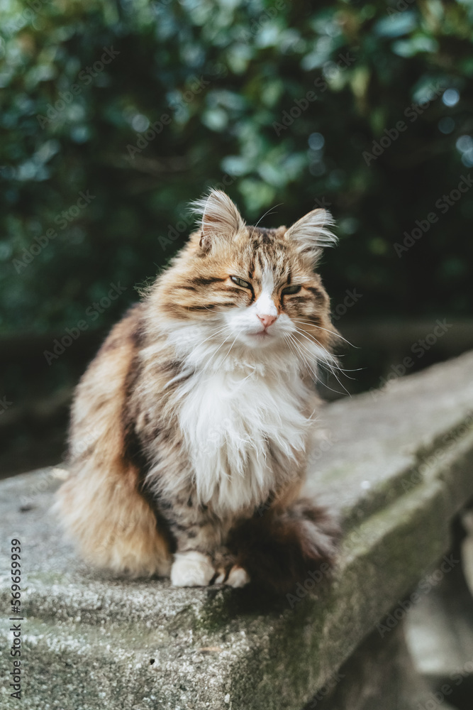 Close-up portrait of a cute stray brown-white-gray cat on a background of green foliage. A fluffy cat sits on a stone railing. Close-up portrait of a cute stray brown-white-gray cat on a background of green foliage. A fluffy cat sits on a stone railing.