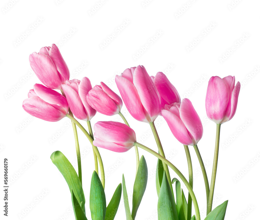 Fresh pink tulips on a transparent background Fresh pink tulips on a transparent background