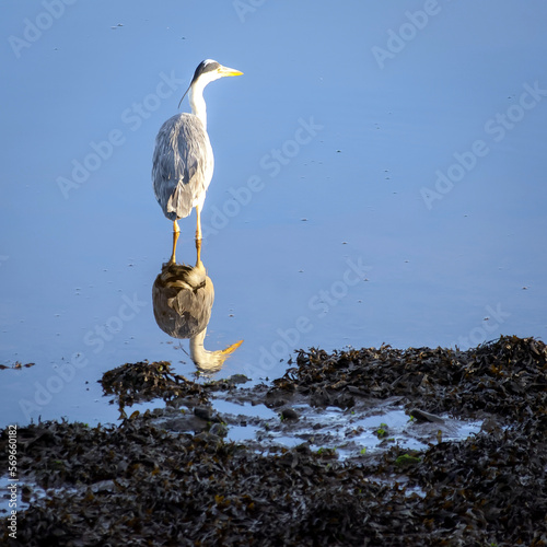 Heron reflects, River Irvine, Irvine, North Ayrshire, Scotland, UK photo