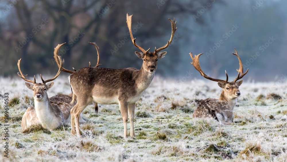 Naklejka premium Fallow deer