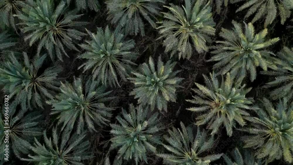 Drone Birdeye aerial shot of Date Plantation in northern Israel