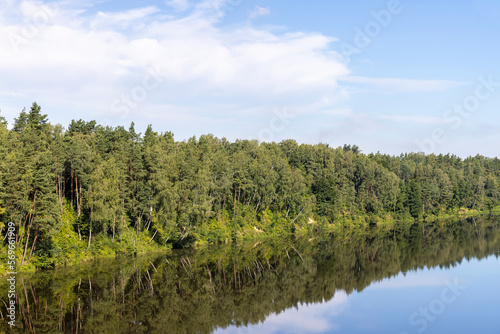 Trees in a mixed forest near the river in the summer season © rsooll